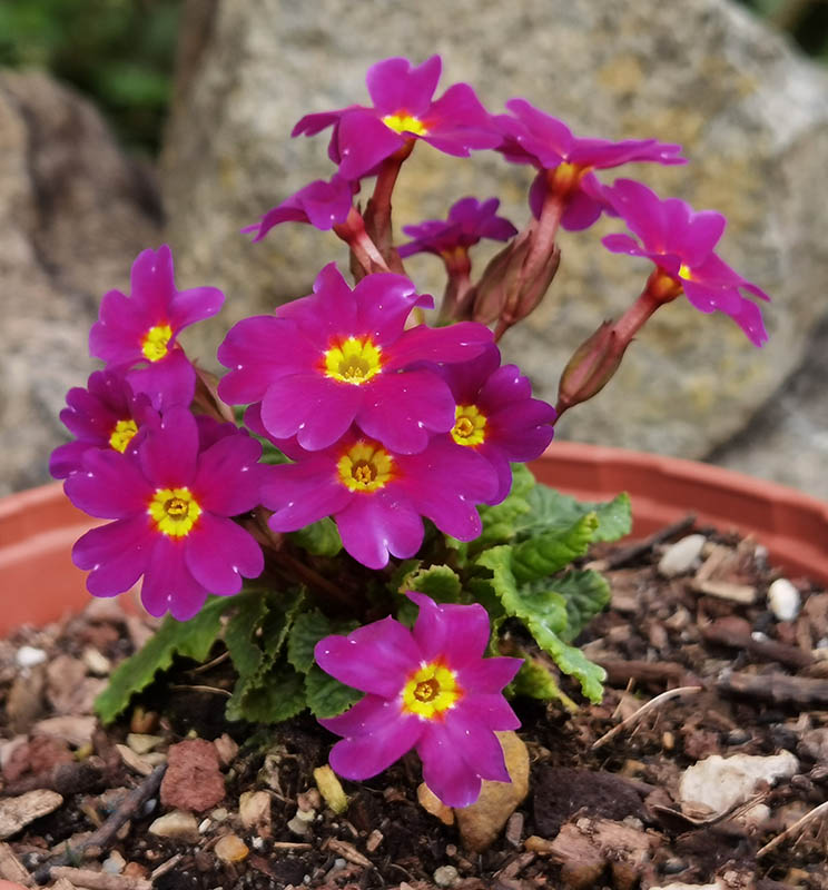 Primula x juliae 'Wanda'